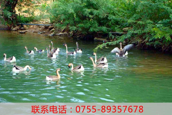 深圳周邊有適合春游的農(nóng)家樂的嗎？推薦老虎溝生態(tài)農(nóng)場(chǎng)